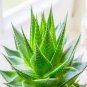 100 PCS Seeds China Aloe Vera Succulent Plant Rare Herbs Tree Mini Flower