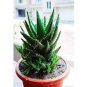 100 PCS Seeds China Aloe Vera Succulent Plant Rare Herbs Tree Mini Flower
