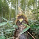 30 PCS Seeds China Moso Bamboo Shoots Tasty Vegetable 30 PCS Seeds China Moso Bamboo Shoots Tasty Vegetable