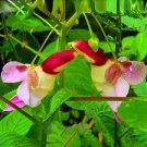 50 PCS Seeds China Rare Parrot Orchid Flower World's Rare High Grade Bonsai Garden Home 50 PCS Seeds China Rare Parrot Orchid Flower World's Rare High Grade Bonsai Garden Home