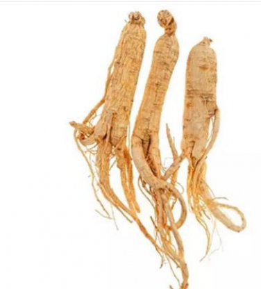 10 PCS Seeds Chinese  korean Panax Ginseng