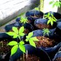 10 PCS Seeds Chinese  korean Panax Ginseng