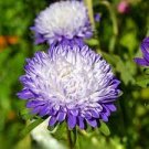 200 PCS Seeds Chinese Ageratum Conyzoides Callistephus Chinensis Aster 200 PCS Seeds Chinese Ageratum Conyzoides Callistephus Chinensis Aster