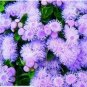 200 PCS Seeds Chinese Ageratum Conyzoides Callistephus Chinensis Aster