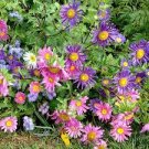 100 PCS Seeds Chinese Aster Bonsai (Callistephus)