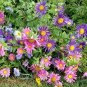 100 PCS Seeds Chinese Aster Bonsai (Callistephus)
