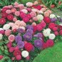 100 PCS Seeds Chinese Aster Bonsai (Callistephus)