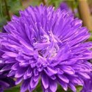 100 PCS Seeds Chinese Aster Bonsai Strong Ability to reproduce