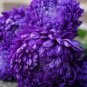 100 PCS Seeds Chinese Aster Bonsai Strong Ability to reproduce