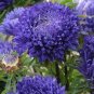 100 PCS Seeds Chinese Aster Bonsai Strong Ability to reproduce