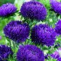 100 PCS Seeds Chinese Aster Bonsai Strong Ability to reproduce