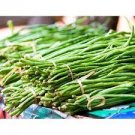 15 PCS Seeds Chinese Bean Seeds Contains Rich Oil Green Chinese Vegetables