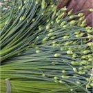 500 PCS Seeds Chinese Broadleaf Chive Bonsai Garden Potted Leek Plants