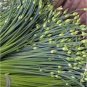 500 PCS Seeds Chinese Broadleaf Chive Bonsai Garden Potted Leek Plants