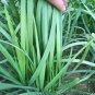 500 PCS Seeds Chinese Broadleaf Chive Bonsai Garden Potted Leek Plants