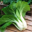 10 PCS Seeds Chinese Cabbage Autumn Vegetables