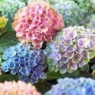 20 PCS Seeds Chinese Colors Hydrangea Real Perennial Flower 20 PCS Seeds Chinese Colors Hydrangea Real Perennial Flower