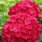 20 PCS Seeds Chinese Colors Hydrangea Real Perennial Flower