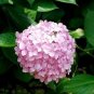 20 PCS Seeds Chinese Colors Hydrangea Real Perennial Flower