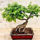 30 PCS Seeds Chinese Elm Bonsai Tree Plant