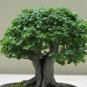 30 PCS Seeds Chinese Elm Bonsai Tree Plant