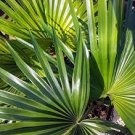10 PCS Seeds Chinese Fan Palm Bonsai Ornamental Plant Livistona Chinensis Plant