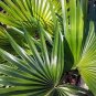 10 PCS Seeds Chinese Fan Palm Bonsai Ornamental Plant Livistona Chinensis Plant