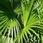 10 PCS Seeds Chinese Fan Palm Bonsai Ornamental Plant Livistona Chinensis Plant