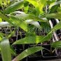10 PCS Seeds Chinese Fan Palm Bonsai Ornamental Plant Livistona Chinensis Plant