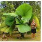 10 PCS Seeds Chinese Fan Palm Bonsai Ornamental Plant Livistona Chinensis Plant