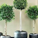 50 PCS Seeds Chinese Ficus Benjamina 50 PCS Seeds Chinese Ficus Benjamina