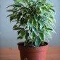 50 PCS Seeds Chinese Ficus Benjamina