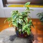 50 PCS Seeds Chinese Ficus Benjamina