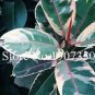 50 PCS Seeds Chinese Ficus Benjamina