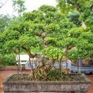 50 PCS Seeds Chinese Ficus Benjamina Bonsai Tree Plants Flowers 50 PCS Seeds Chinese Ficus Benjamina Bonsai Tree Plants Flowers