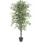 50 PCS Seeds Chinese Ficus Benjamina Bonsai Tree Plants Flowers