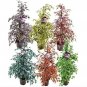 50 PCS Seeds Chinese Ficus Benjamina Bonsai Tree Plants Flowers