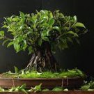 50 PCS Seeds Chinese Ficus Benjamina Bonsai Tree Plants Flowers Potted Bonsai 50 PCS Seeds Chinese Ficus Benjamina Bonsai Tree Plants Flowers Potted Bonsai