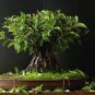 50 PCS Seeds Chinese Ficus Benjamina Bonsai Tree Plants Flowers Potted Bonsai