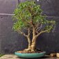 50 PCS Seeds Chinese Ficus Benjamina Bonsai Tree Plants Flowers Potted Bonsai