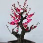 8 PCS Seeds Chinese Flower Wintersweet Seed Fragrant Red Chimonanthus Praecox for Bonsai