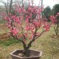 8 PCS Seeds Chinese Flower Wintersweet Seed Fragrant Red Chimonanthus Praecox for Bonsai
