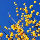 8 PCS Seeds Chinese Flower Yellow Fragrant Winterseet Chimonanthus Praecox for Bonsai 8 PCS Seeds Chinese Flower Yellow Fragrant Winterseet Chimonanthus Praecox for Bonsai