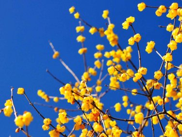 8 PCS Seeds Chinese Flower Yellow Fragrant Winterseet Chimonanthus Praecox for Bonsai