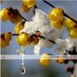 8 PCS Seeds Chinese Flower Yellow Fragrant Winterseet Chimonanthus Praecox for Bonsai