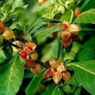 6 PCS Seeds Chinese Ginseng seeds Ashwaganda 6 PCS Seeds Chinese Ginseng seeds Ashwaganda