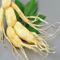 6 PCS Seeds Chinese Ginseng seeds Ashwaganda