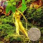 6 PCS Seeds Chinese Ginseng seeds Ashwaganda