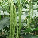 20 PCS Seeds Chinese Green Long Cowpea Vegetable 20 PCS Seeds Chinese Green Long Cowpea Vegetable