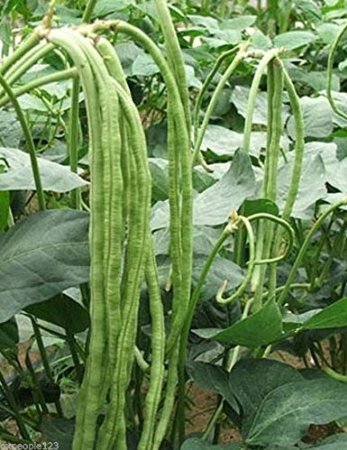20 PCS Seeds Chinese Green Long Cowpea Vegetable